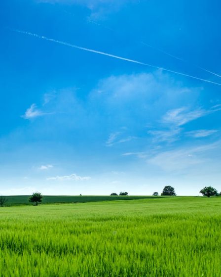 Grasvlekken uit kleding halen