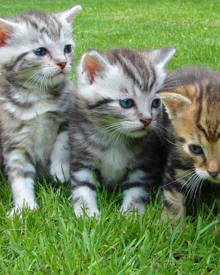 Kattenbak verschonen