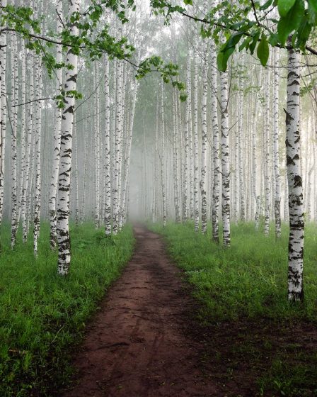 Zachte berk (Betula pubescens)