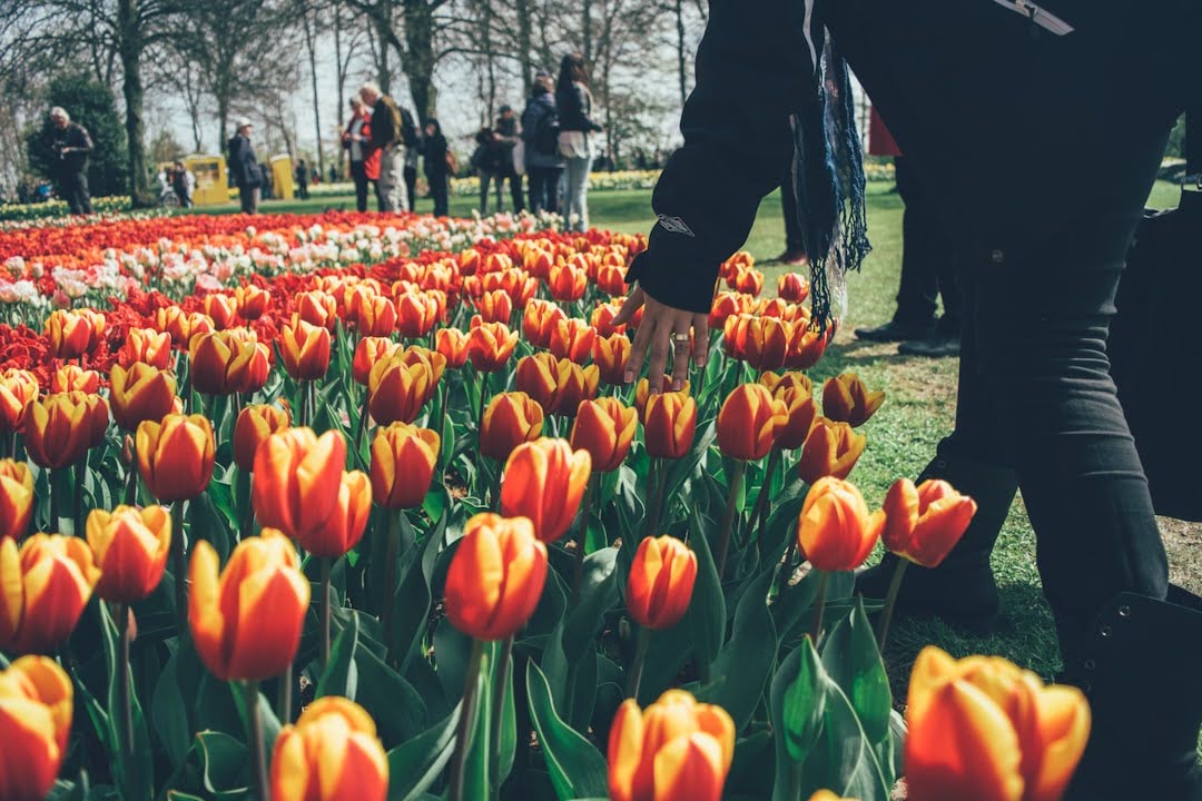 Zo creëer je de ideale tuin met het juiste zonnescherm Het Nederlandse weer staat bekend om zijn wisselvalligheid; de ene dag is het grijs en fris, terwijl je de volgende dag volop in de zon zit. Toch zit het in onze natuur om, zodra de eerste zonnestralen doorbreken, direct naar buiten te gaan. We willen elk uur zonlicht meepakken. Om echt ontspannen te kunnen genieten zonder weg te branden of met samengeknepen ogen op je terras te zitten, is een goede voorbereiding echter onmisbaar. Het gaat erom de tuin of het terras klaar te maken voor zowel de warme zomerdagen als de frissere momenten. Een degelijk zonnescherm speelt hierin de hoofdrol. Wie bijvoorbeeld kiest voor een hoogwaardig zonnescherm van inhuis plaza, merkt direct dat het niet alleen bescherming biedt tegen de felle zon, maar dat het van het terras ook gevoelsmatig een verlengstuk van de woonkamer maakt. Je creëert een plek waar je net zo comfortabel zit als binnen, ongeacht hoe fel de zon staat. De uitstraling bepaalt de sfeer van je huis Een zonnescherm is een van de meest opvallende onderdelen aan de achtergevel van je woning. Waar men vroeger vooral koos voor een simpel oranje-wit gestreept doek, kijken we tegenwoordig veel beter naar wat er echt bij het huis past. De trend is duidelijk: we zien steeds vaker brede schermen die een groot deel van het terras overdekken, vaak uitgevoerd in strakke cassettes die volledig gesloten zijn. Hierdoor valt het scherm nauwelijks op als het niet in gebruik is. De keuze voor het doek en de kleur van de bak is bepalend voor de sfeer. Een donker doek weert de zon en warmte vaak het beste, maar kan het terras ook wat donkerder maken. Een lichter doek geeft juist een frisse en ruimtelijke uitstraling. Bij specialisten kun je het scherm precies zo samenstellen dat het aansluit bij de kozijnen en de stenen van je huis, waardoor het een mooi geheel vormt in plaats van een los onderdeel aan de muur. Een flexibel scherm of een vaste overkapping? Een veelgestelde vraag bij het inrichten van de tuin is of je moet kiezen voor een vast dak (een overkapping) of een flexibel zonnescherm (zoals een knikarmscherm). Hoewel een vaste overkapping het voordeel heeft dat je altijd droog zit, heeft het als groot nadeel dat het permanent licht wegneemt uit je woning. Zeker in de donkere wintermaanden, wanneer je elk beetje daglicht in de woonkamer goed kunt gebruiken, kan een overkapping de kamer binnen somber maken. Een zonnescherm biedt hier de perfecte oplossing. Is het heet? Dan draai je het scherm uit en heb je schaduw. Wil je in het voorjaar de zon in huis of ’s avonds naar de open lucht kijken? Dan gaat het scherm in de cassette en is je uitzicht vrij. Bovendien neemt een zonnescherm geen ruimte in op je terras met palen of staanders, waardoor de looproute in de tuin volledig vrij blijft. Dit is vooral in wat kleinere tuinen of op een balkon een groot pluspunt. Maak het gezellig en beschut Zodra de basis van de zonwering staat, is de inrichting aan de beurt. Het doel is om het comfort van binnen echt naar buiten te halen. De tijd van de harde plastic tuinstoelen is voorbij; we zien steeds meer comfortabele loungesets die net zo lekker zitten als de bank binnen. Door te werken met buitenkleden, zachte kussens en bijzettafels, maak je er een echte zithoek van. Het zonnescherm werkt hierbij als een soort plafond, wat direct een knus en geborgen gevoel geeft. Om dit effect nog beter te maken, kun je kijken naar extra beschutting tegen wind en inkijk. Een laagstaande avondzon of een frisse wind kan het namelijk snel minder aangenaam maken. Het gebruik van uittrekbare zijschermen of een 'volant' (een extra stuk doek aan de voorlijst van het scherm) biedt hier uitkomst. Dit zorgt voor een windvrij hoekje zodat je langer in de tuin kunt zitten, ook als de temperatuur in de avond wat begint te zakken. Verlichting en warmte voor de lange avonden De manier waarop je de tuin gebruikt verandert gedurende de dag. Overdag zoek je verkoeling en schaduw, maar zodra de zon ondergaat, draait alles om sfeer en warmte. Moderne zonneschermen kunnen worden uitgerust met ingebouwde LED-verlichting in de armen of de cassette. Dit geeft een mooi, warm licht dat direct van boven komt, waardoor je geen ongezellige bouwlamp of losse snoeren nodig hebt om je boek te kunnen lezen. Combineer dit met warmtebronnen zoals een mooie heater of een vuurtafel. Infrarood heaters zijn tegenwoordig zo compact dat ze nauwelijks opvallen onder het scherm, maar wel een hele gerichte warmte afgeven die niet zomaar wegwaait. Hierdoor wordt het terras ook in het vroege voorjaar en de late nazomer een plek waar je urenlang kunt blijven zitten. Het maakt de investering in zonwering en tuinmeubels dubbel en dwars waard, omdat je veel vaker buiten bent. Gemak dient de mens Tot slot speelt techniek een grote rol in hoeveel plezier je van je scherm hebt. Met de hand draaien is echt verleden tijd; elektrische bediening is tegenwoordig de standaard. Maar het gaat verder dan alleen een afstandsbediening of schakelaar. Door je zonnescherm te koppelen aan een app op je telefoon, heb je de mogelijkheid om op afstand alvast je tuin of het terras klaar te maken voor als je thuiskomt. Heel handig zijn ook de sensoren die je erbij kunt nemen. Een zonsensor zorgt ervoor dat het scherm automatisch uitgaat als de zon fel schijnt, zodat je thuiskomt in een koel huis en je meubels niet verkleuren door de zon. Nog belangrijker is de windsensor. Het weer kan in Nederland snel omslaan en een harde windvlaag kan een groot scherm beschadigen. Een windsensor meet hoeveel het scherm beweegt en stuurt het automatisch naar binnen als het te hard waait. Dit zorgt ervoor dat je scherm jarenlang mooi en heel blijft, zonder dat je constant naar buiten hoeft te kijken of het weer niet verandert.