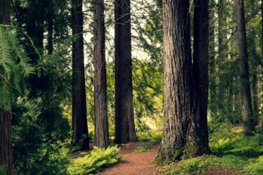 Zo verzorg je een sierkers door te snoeien