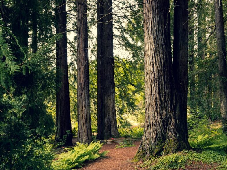 Zo verzorg je een sierkers door te snoeien