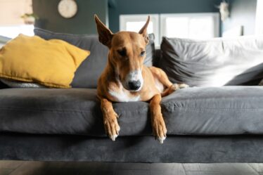 Een fris interieur met een hond in huis: zo houd je het langer schoon