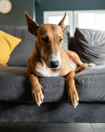 Een fris interieur met een hond in huis: zo houd je het langer schoon