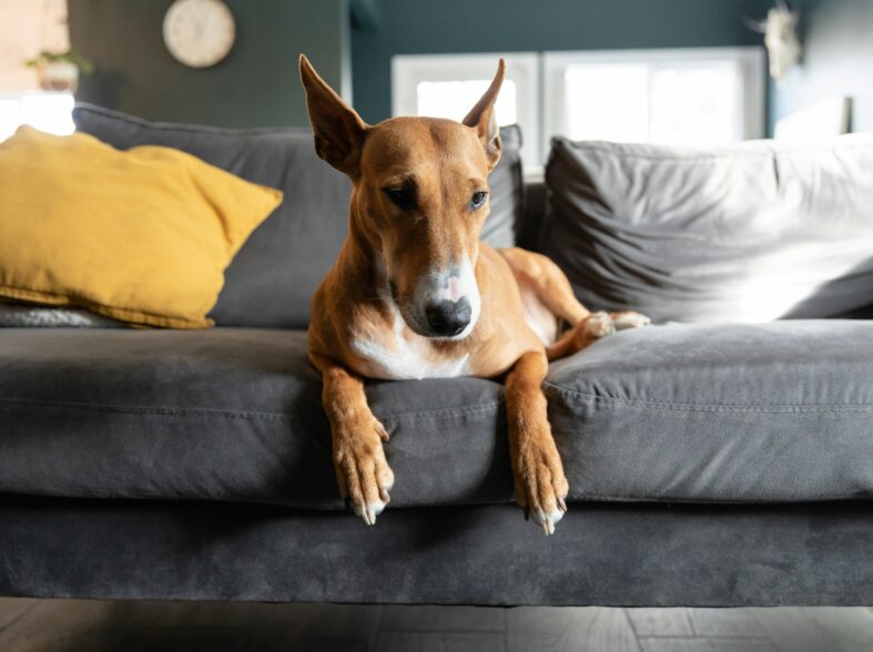 Een fris interieur met een hond in huis: zo houd je het langer schoon